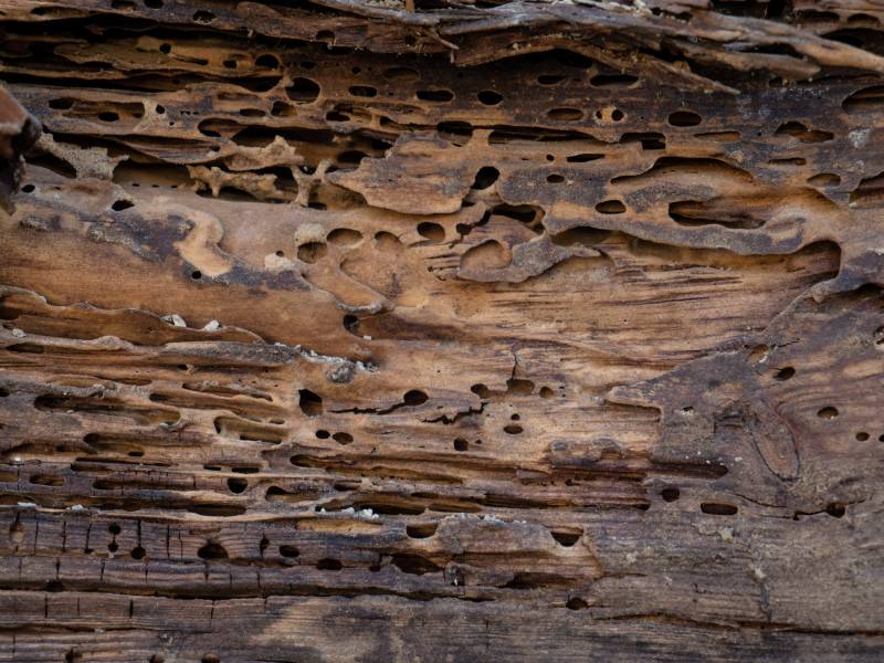 Une M Thode Naturelle Pour Chasser Les Insectes Du Bois